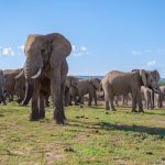 2-day Addo Elephant Park Safari