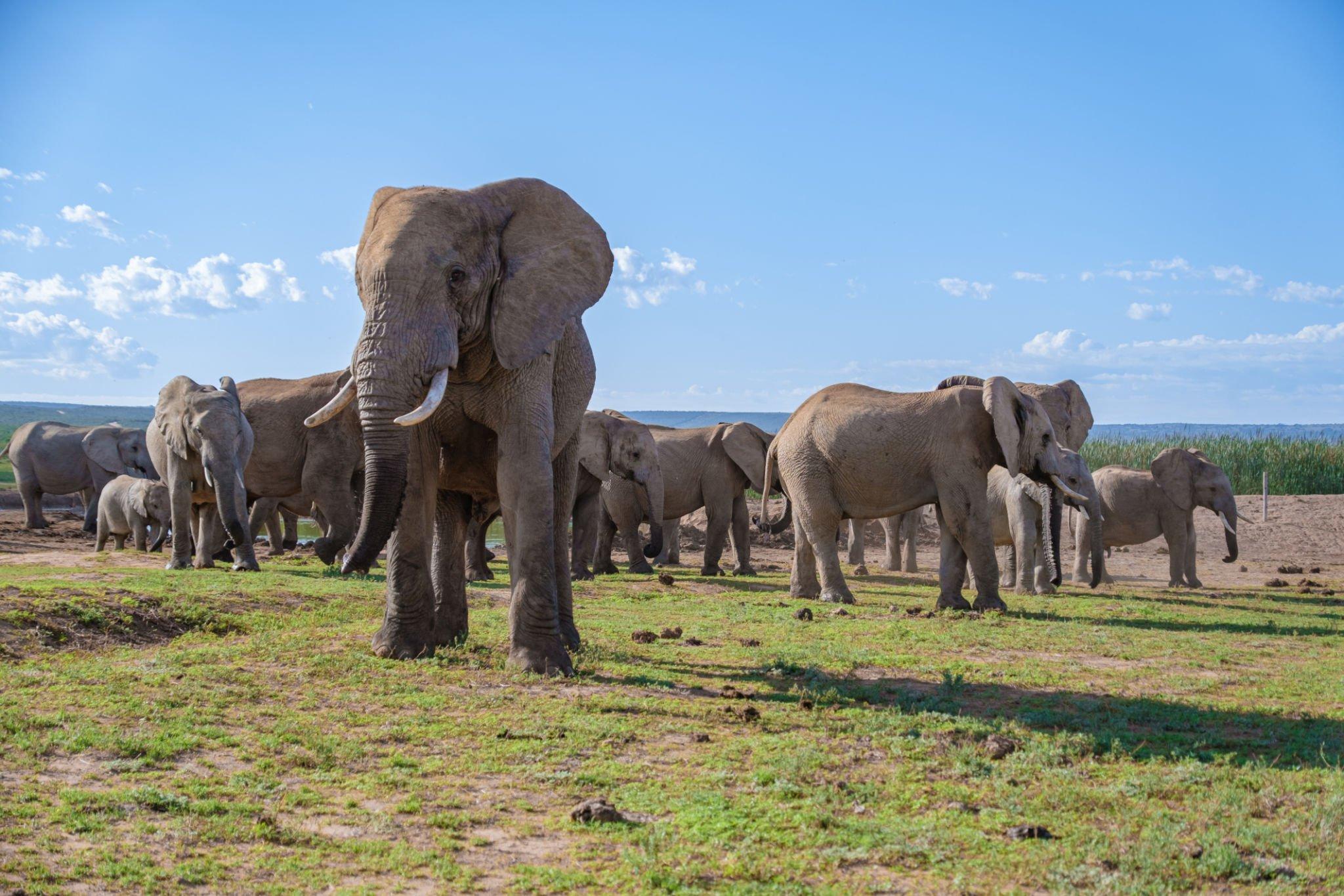 2-day Addo Elephant Park Safari