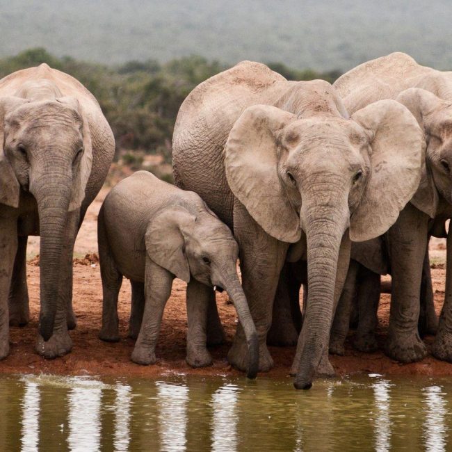 Addo Elephant Park Safari